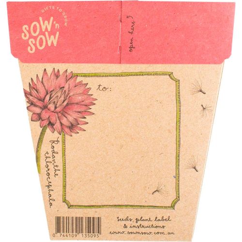 Gift_of_Seeds_Everlasting_Daisy2