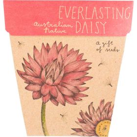 Gift_of_Seeds_Everlasting_Daisy1